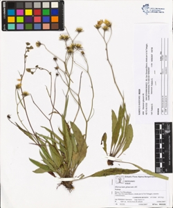 Hieracium glaucum All.