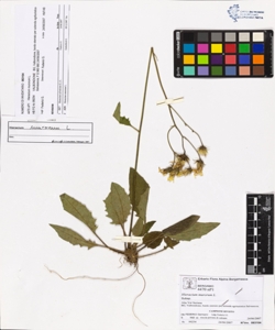 Hieracium murorum L.