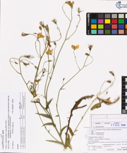 Campanula patula L. subsp. costae (Willk.) Fedorov