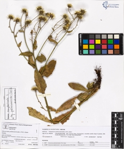 Hieracium pulmonarioides (Vill.) Zahn