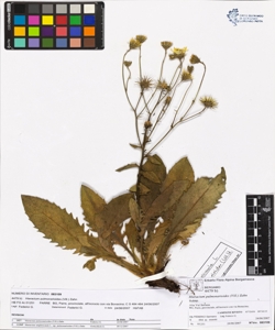 Hieracium pulmonarioides (Vill.) Zahn