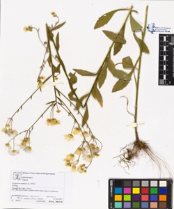 Erigeron annuus (L.) Pers.