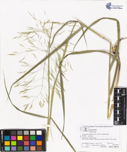 Oryzops¿s miliacea (L.) Asch. et Schweinf. subsp. miliacea