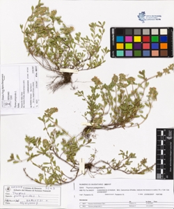 Thymus pulegioides L.