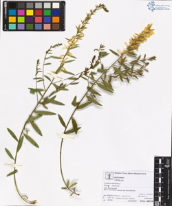 Genista tinctoria L subsp. tinctoria