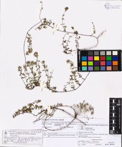 Thymus praecox Opiz subsp. polytrichus (A. Kerner ex Borbas) Jalas