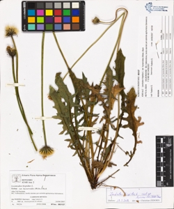 Leontodon hispidus L. var hyoseroides (Welw.) Beck