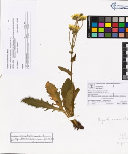 Hieracium amplexicaule L. subsp. berardianum (A.-T) Z.