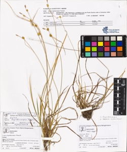 Carex lepidocarpa Tausch