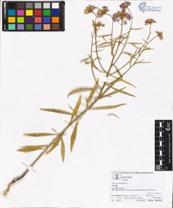 Iberis umbellata L.