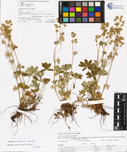Alchemilla opaca Buser