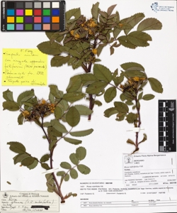 Rosa rubrifolia Vill.