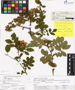 Rosa subcollina (Christ) D.Torre et Sarnth.