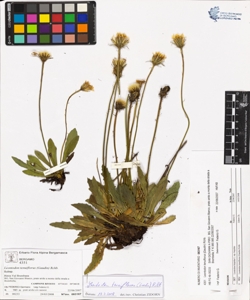 Leontodon tenuiflorus (Gaudin) Rchb.