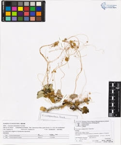 Cuscuta campestris Yuncker