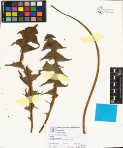 Taraxacum officinale (Aggr.)