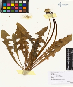 Taraxacum officinale (Aggr.)
