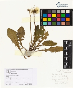 Taraxacum officinale (Aggr.)