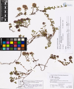 Thymus praecox Opiz subsp. polytrichus (A. Kerner ex Borbas) Jalas