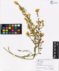 Genista tinctoria L subsp. tinctoria