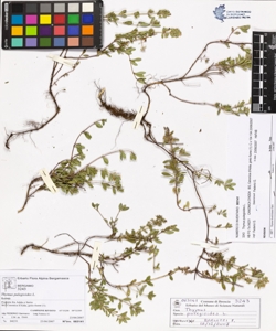 Thymus pulegioides L.