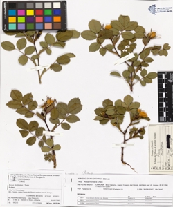 Rosa montana Chaix