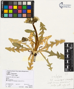 Taraxacum officinale (Aggr.)