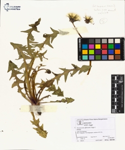 Taraxacum officinale (Aggr.)