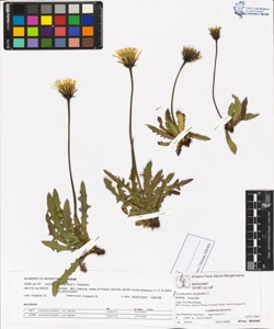Leontodon hispidus L. subsp. hispidus