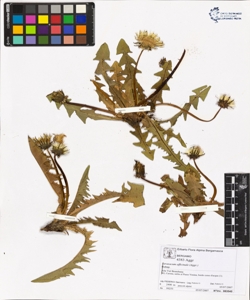 Taraxacum officinale (Aggr.)