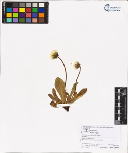 Taraxacum officinale (Aggr.)