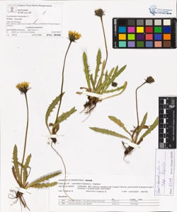 Leontodon hispidus L. subsp. hispidus