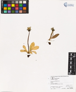 Taraxacum alpestre Dc.
