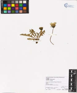 Taraxacum alpinum (Hoppe) Hegetschw