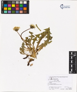 Taraxacum officinale (Aggr.)