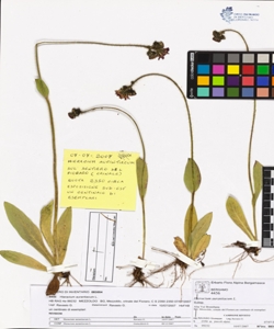Hieracium aurantiacum L.