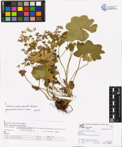 Alchemilla subcrenata Buser