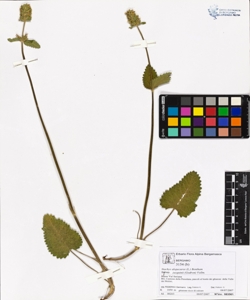 Stachys alopecuros (L.) Bentham subsp. jacquinii (Godron) Vollm.