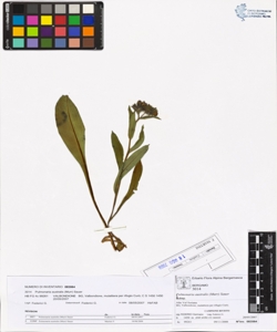 Pulmonaria australis (Murr) Sauer