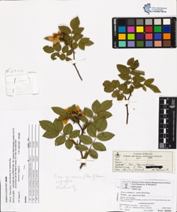 Rosa canina L. sensu Bouleng. var squarrosa Rau
