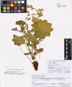 Alchemilla reniformis Buser