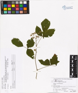 Rubus x pseudoidaeus