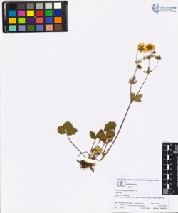 Potentilla grandiflora L.