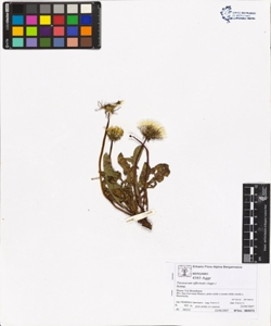 Taraxacum officinale (Aggr.)
