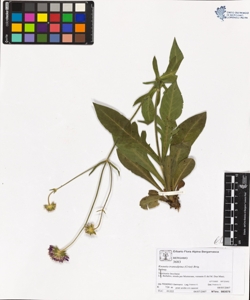 Knautia transalpina (Crist) Briq.