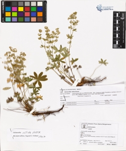 Alchemilla nitida Buser