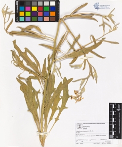 Matthiola s¿nuata (L.) R. Br.