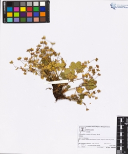 Potentilla crantzii (Crantz) Beck