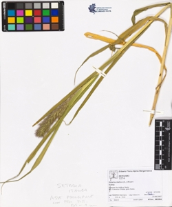 Setaria italica (L.) Beauv.