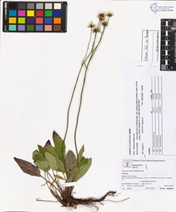 Hieracium bifidum Kit.